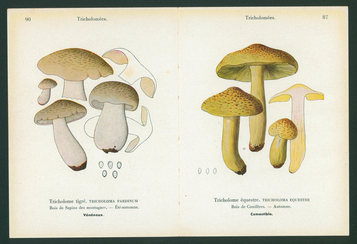 Double Sided Mushroom_7 - Authentic Vintage Antique Print