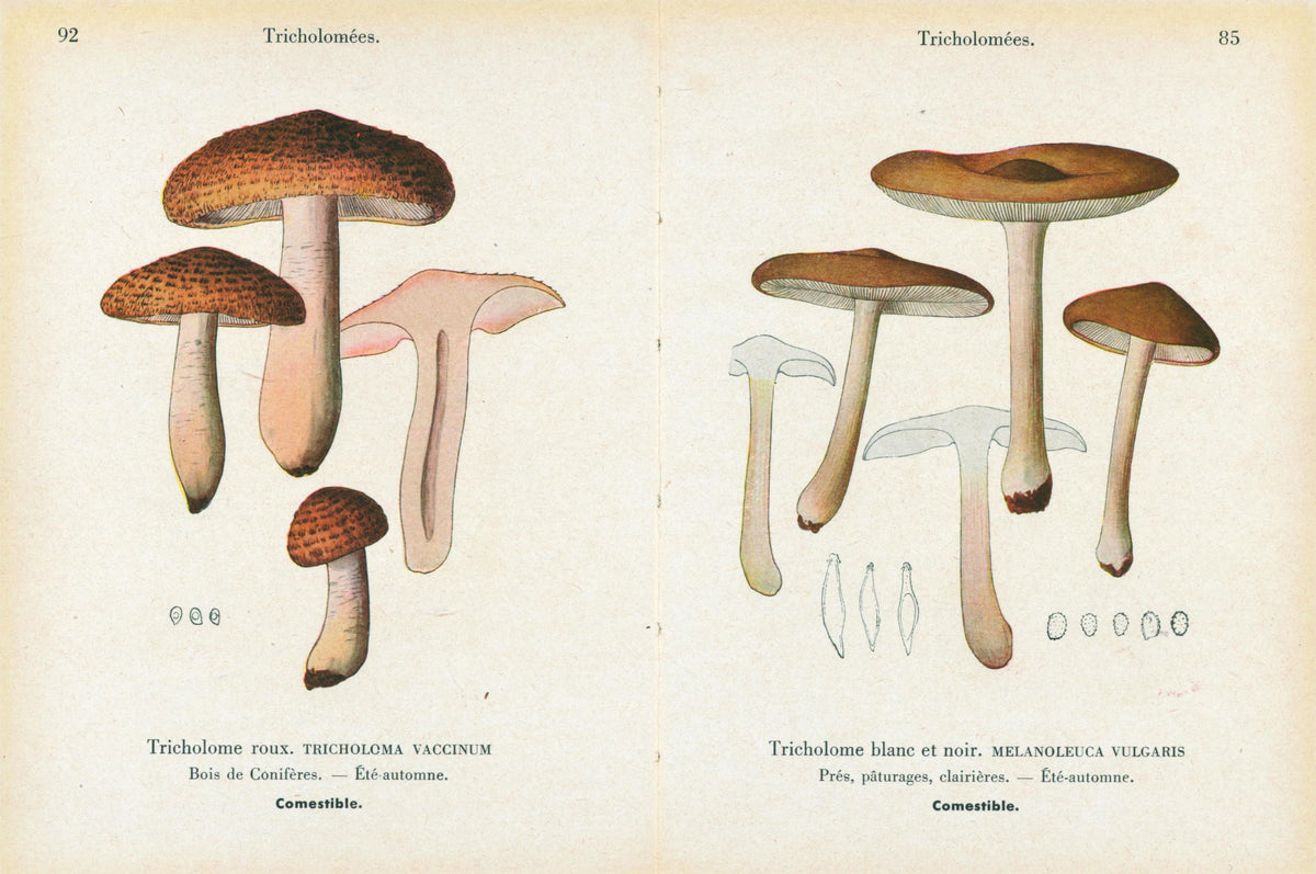 Double Sided Mushroom_8 - Authentic Vintage Antique Print