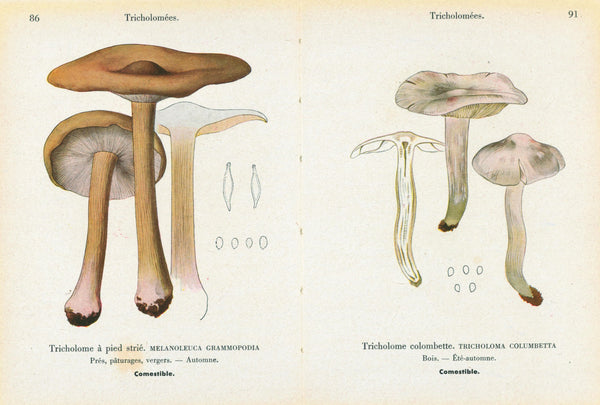 Double Sided Mushrooms- Antique Chromolithograph - Authentic Vintage Antique Print