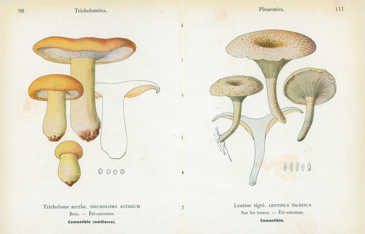 Double Sided Mushroom_2 - Authentic Vintage Antique Print