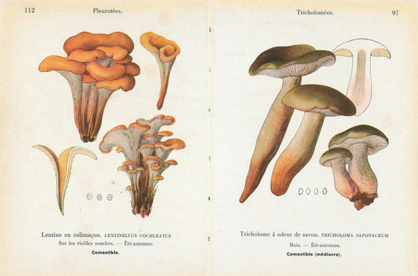 Double Sided Mushrooms- Antique Chromolithograph - Authentic Vintage Antique Print