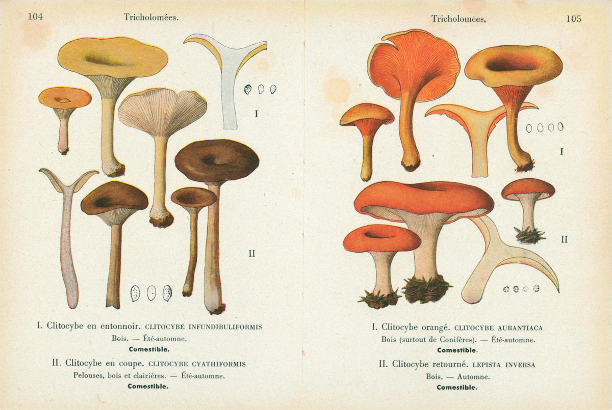 Double Sided Mushroom_3 - Authentic Vintage Antique Print