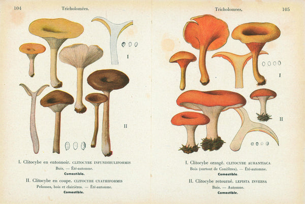 Double Sided Mushrooms- Antique Chromolithograph - Authentic Vintage Antique Print
