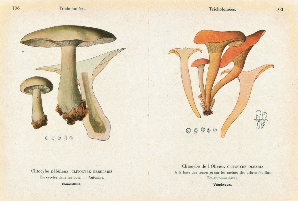 Double Sided Mushroom_3 - Authentic Vintage Antique Print