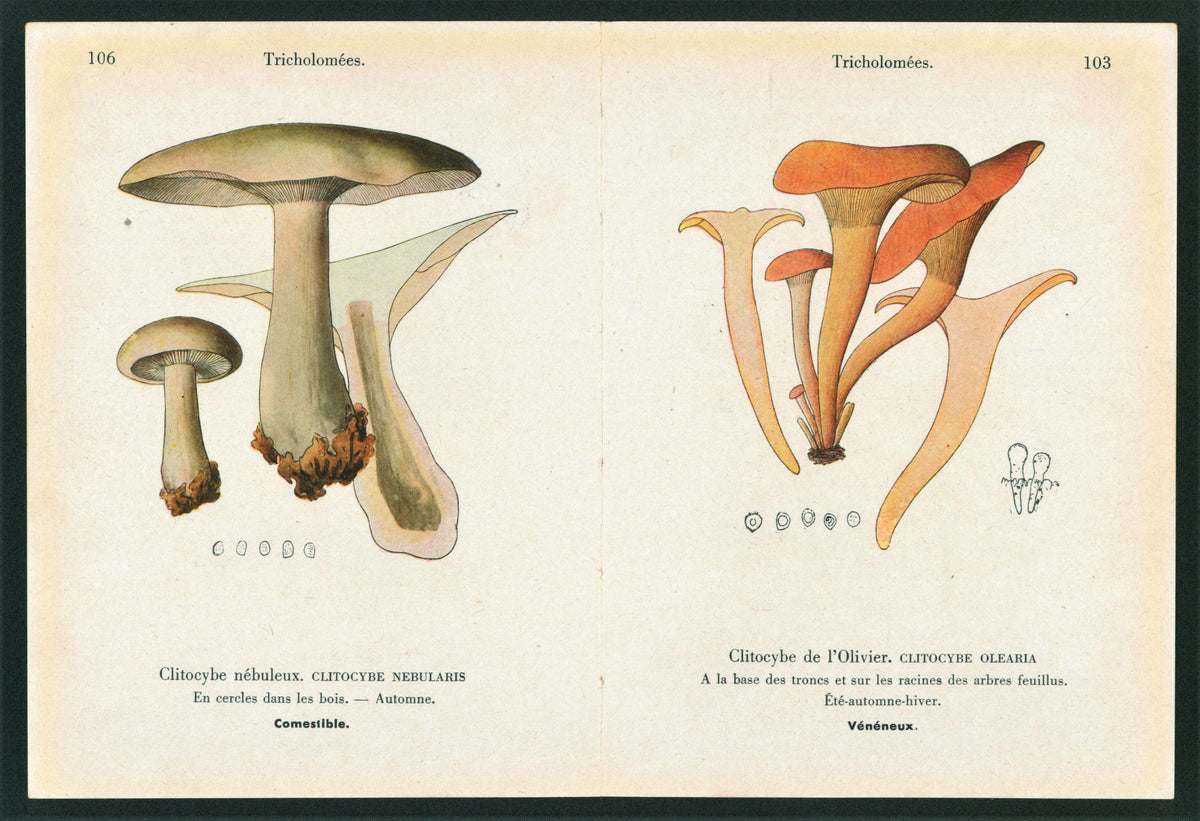 Double Sided Mushroom_3 - Authentic Vintage Antique Print