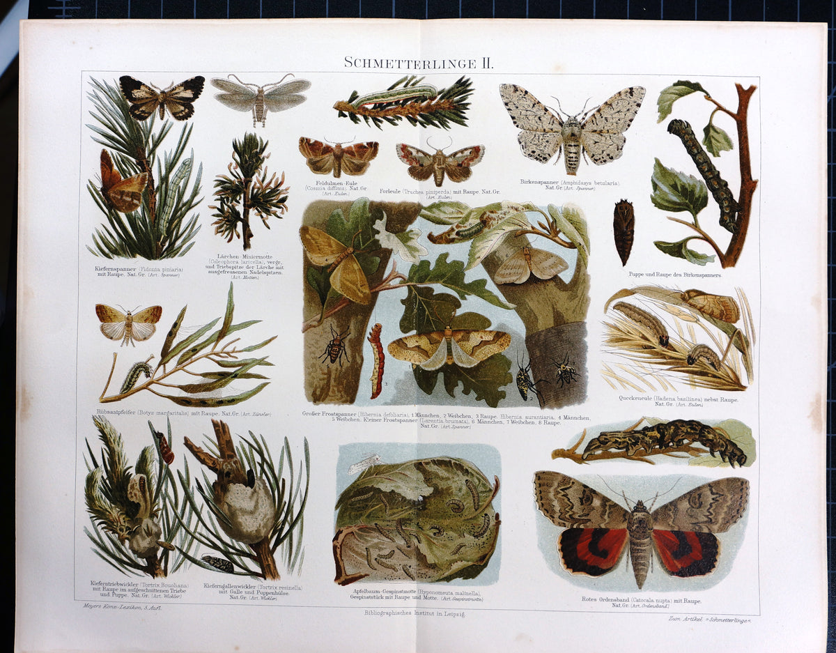 Butterfly Moth Silkworm Pupa - Authentic Vintage Antique Print