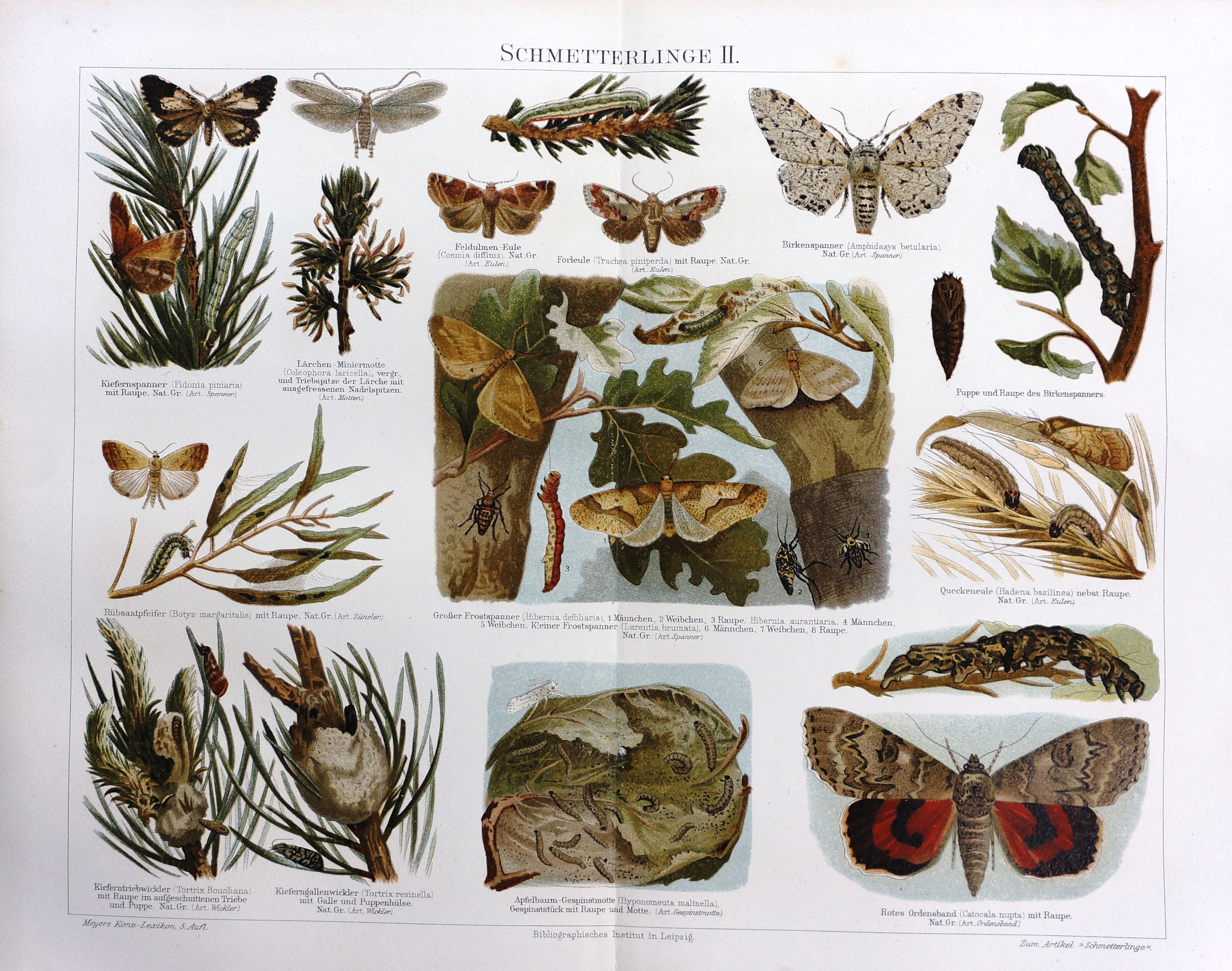 Vintage Butterfly Print