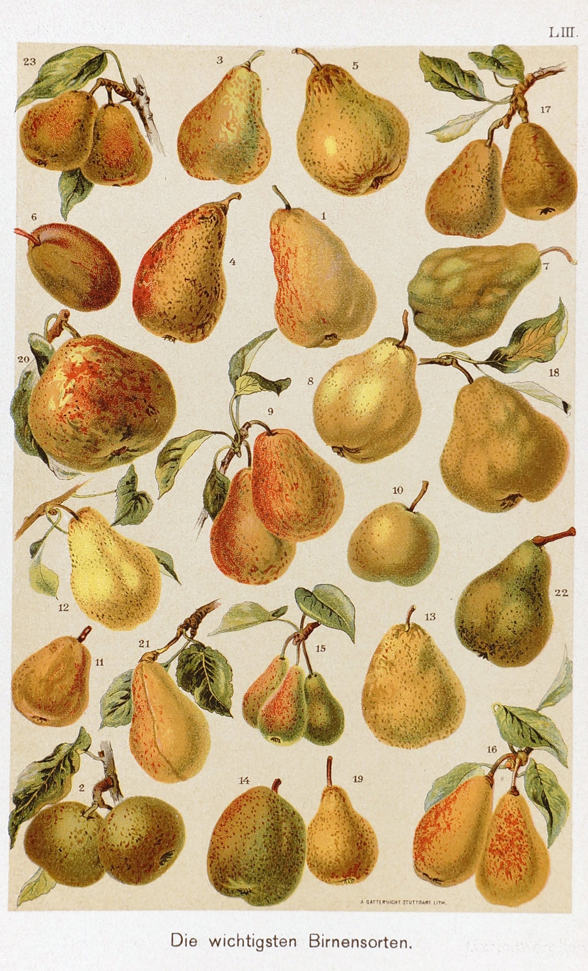 Pears Antique Chromolithograph - Authentic Vintage Antique Print