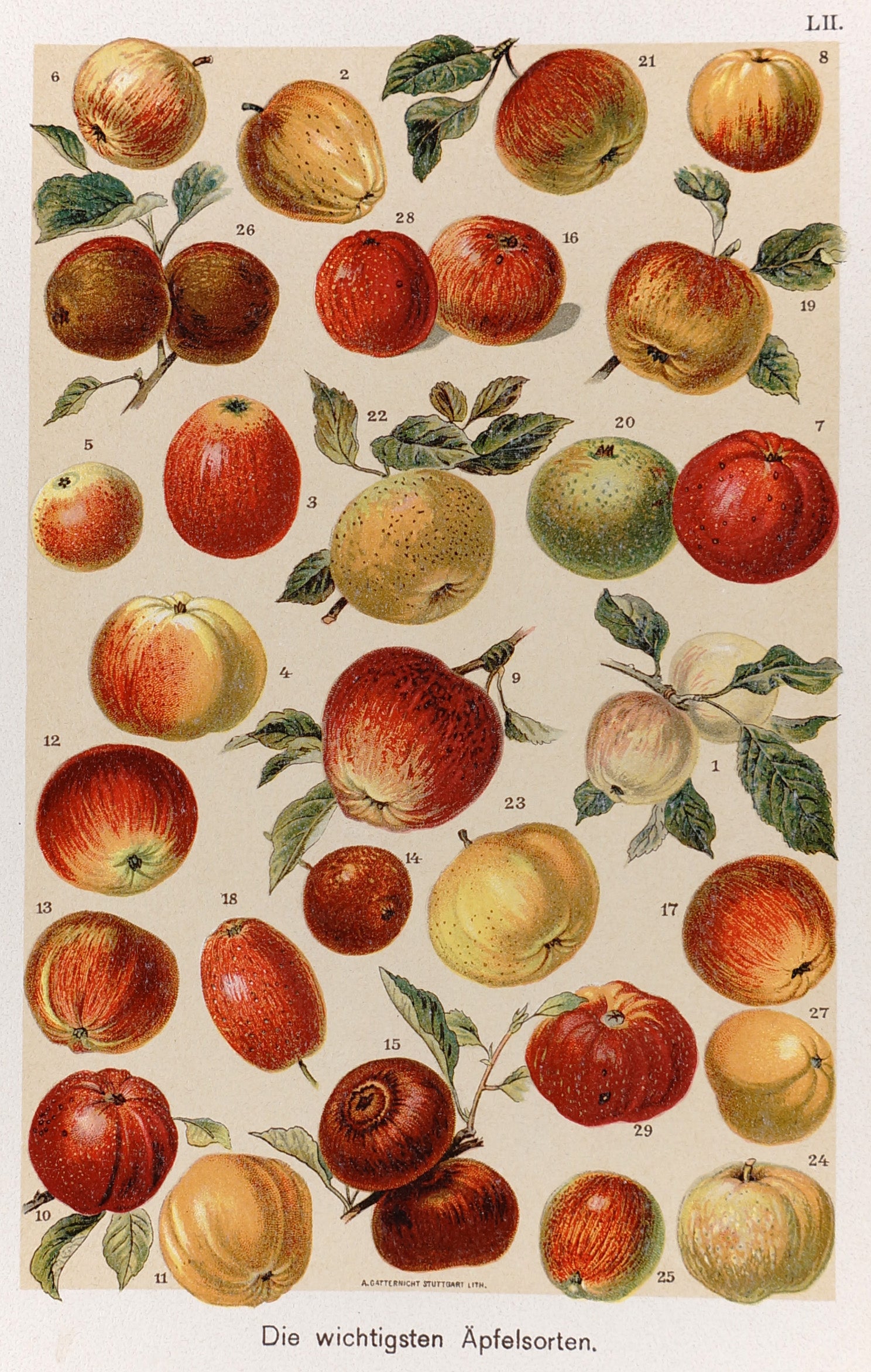 Apples Antique Chromolithograph - Authentic Vintage Antique Print