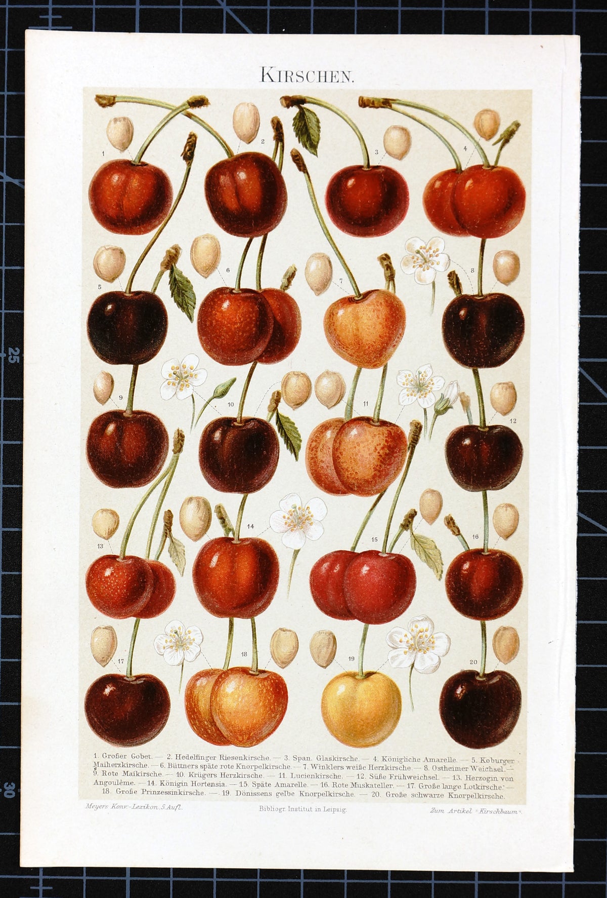 Fruit- Cherry Antique Chromolithograph - Authentic Vintage Poster