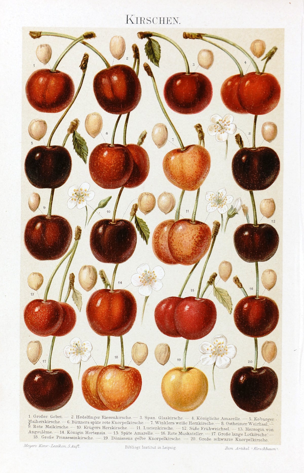 Fruit- Cherry Antique Chromolithograph - Authentic Vintage Poster