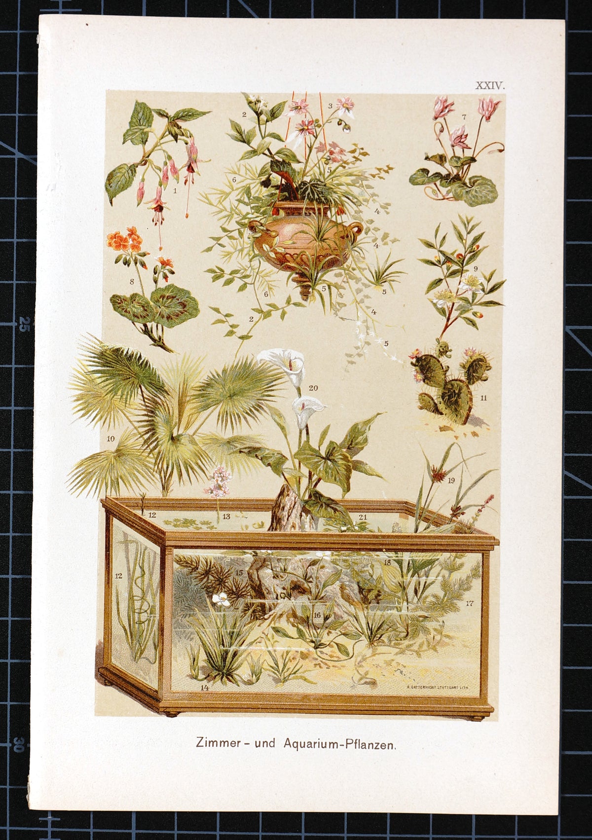 Aquarium Plants, Chromolithograph - Authentic Vintage Antique Print