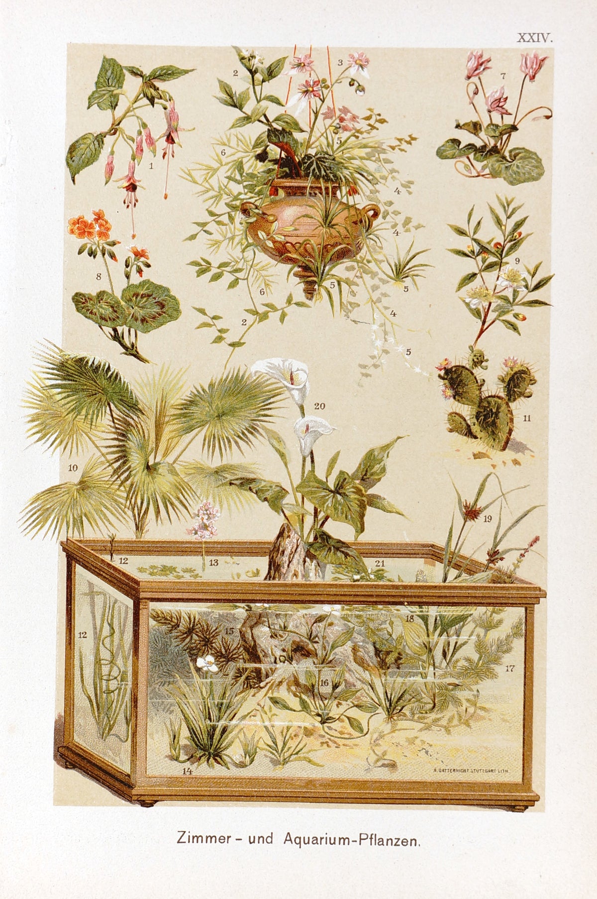 Aquarium Plants, Chromolithograph - Authentic Vintage Antique Print