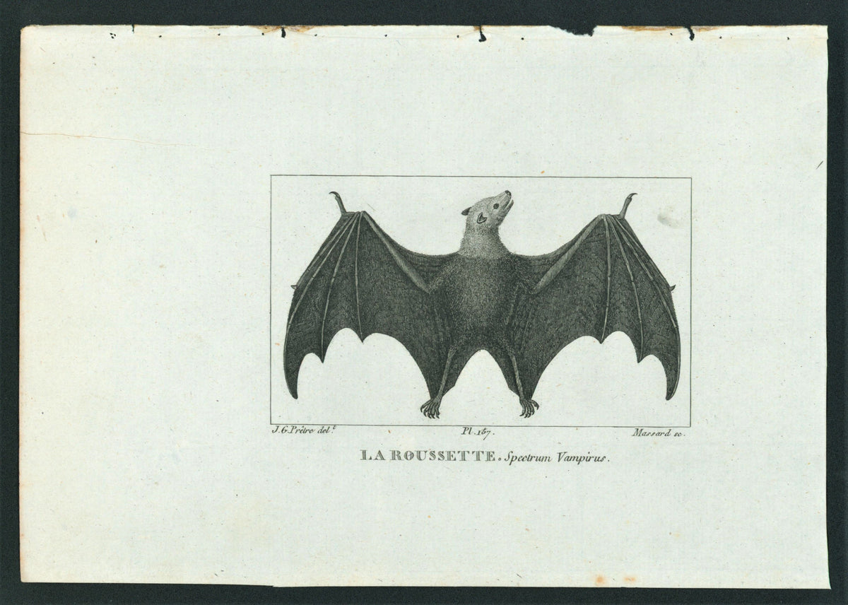 Buffon&amp; Cuvier- Bat 157 - Authentic Vintage Antique Print