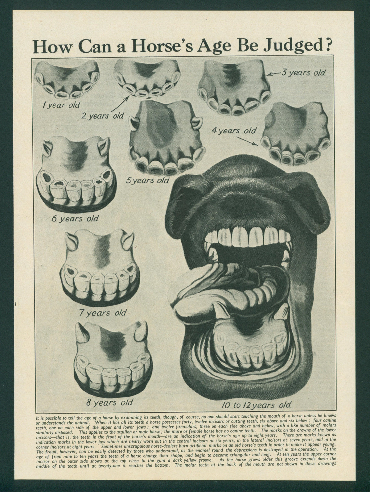 How to Age a Horse, Vet Dentistry- Antique Print - Authentic Vintage Antique Print