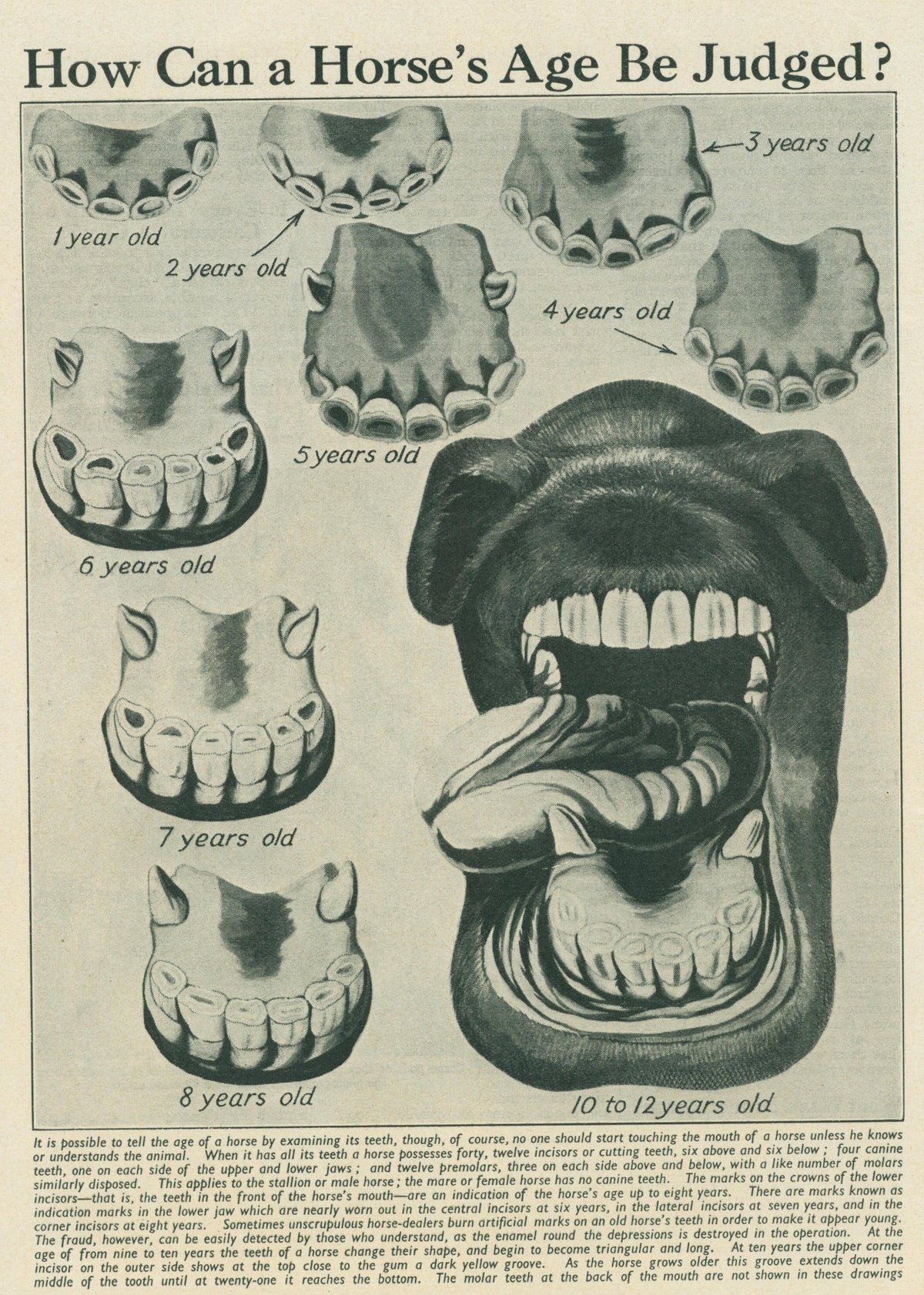 How to Age a Horse, Vet Dentistry- Antique Print - Authentic Vintage Antique Print