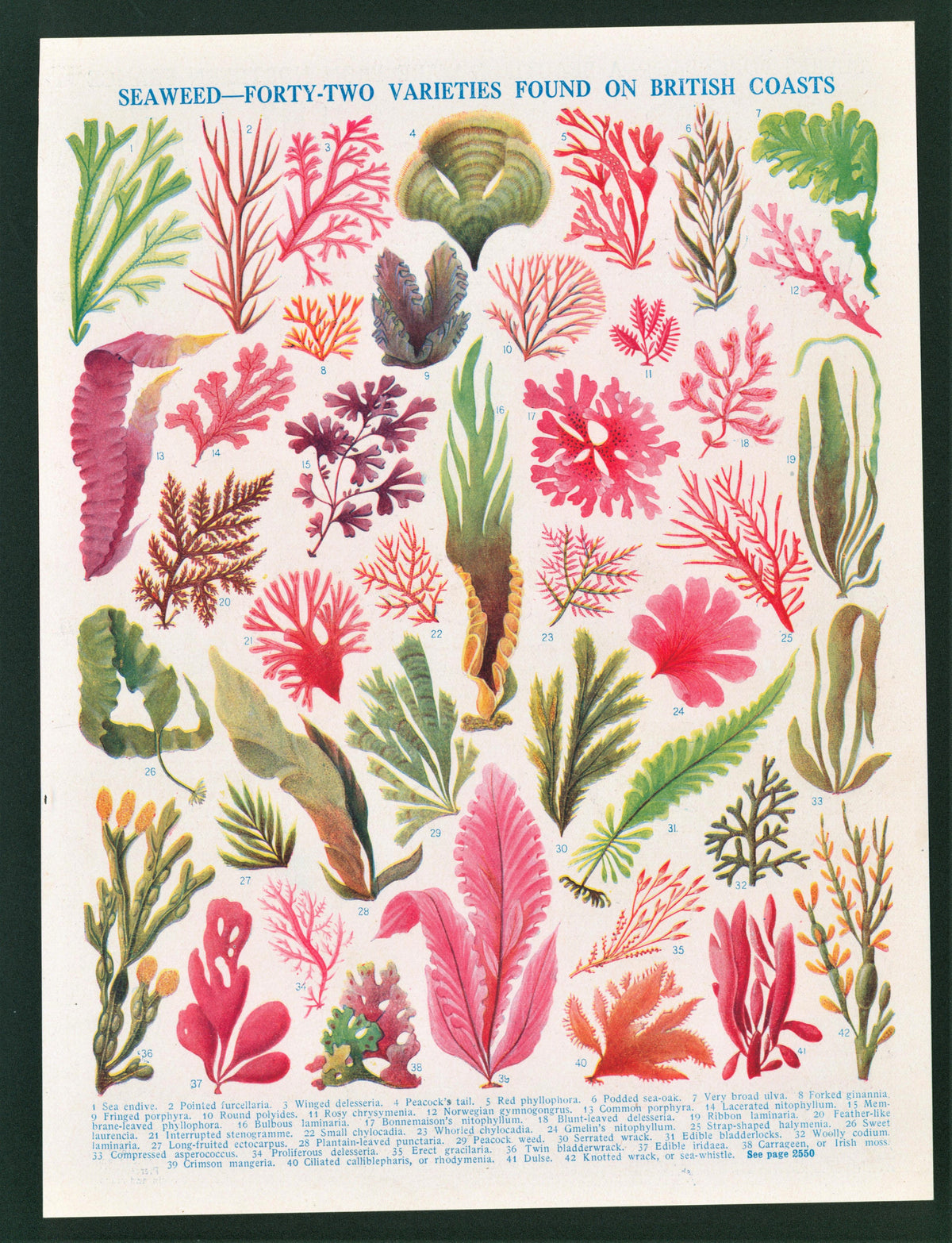 Types of Seaweed, Algae- Antique Print - Authentic Vintage Antique Print