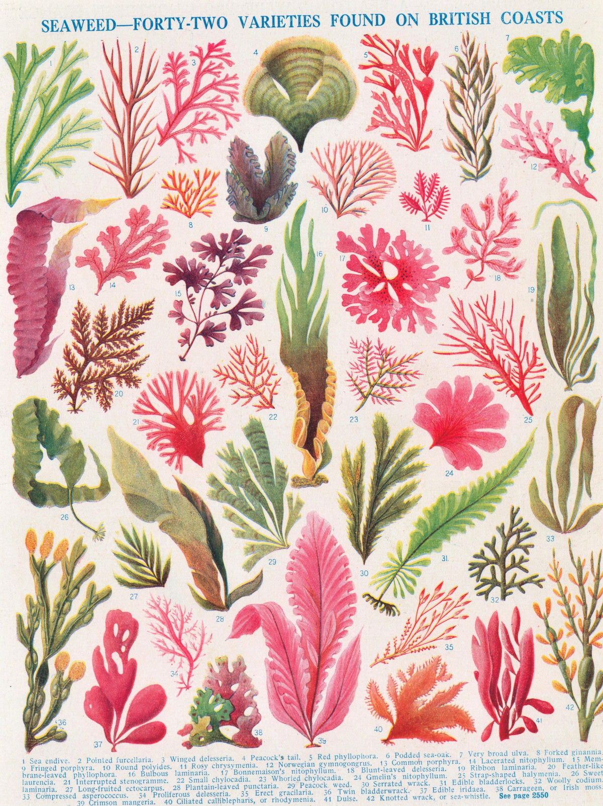Types of Seaweed, Algae- Antique Print - Authentic Vintage Antique Print