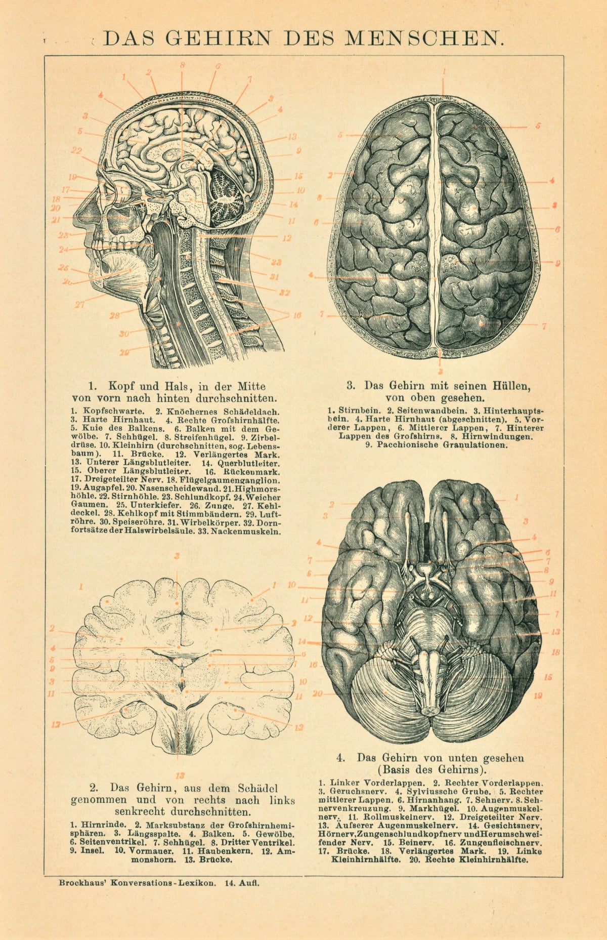 Human Brain Anatomy - Authentic Vintage Antique Print